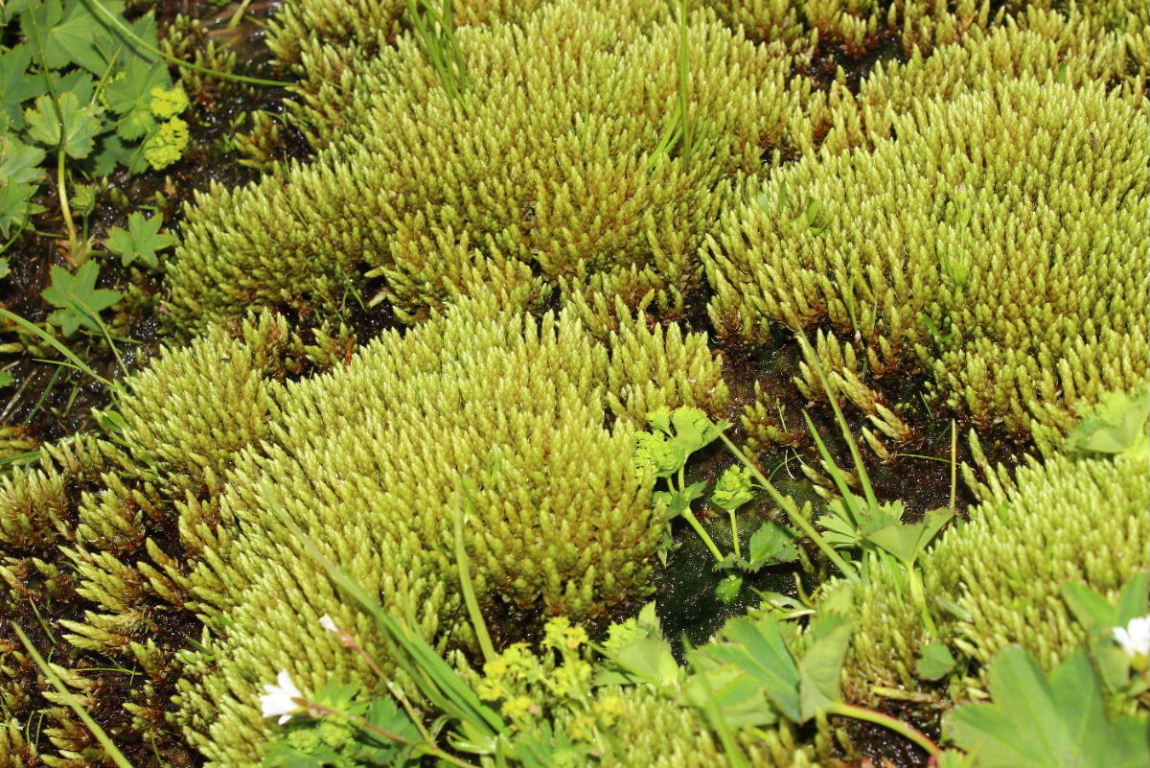 Bryum schleicheri